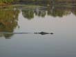 crocodile d eau douce - fresh water crocodile (2)